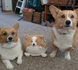 Peluche Mini Squishable – Corgi