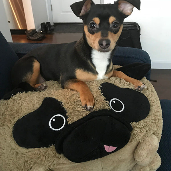 Peluche Squishable – Carlin