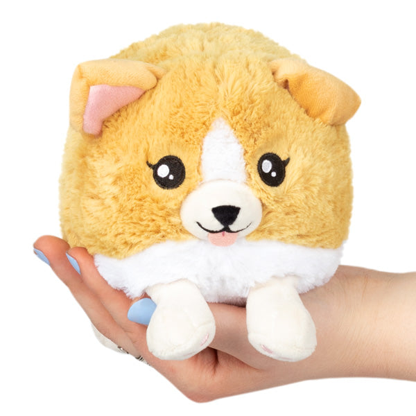 Snack-loving Baby Corgi