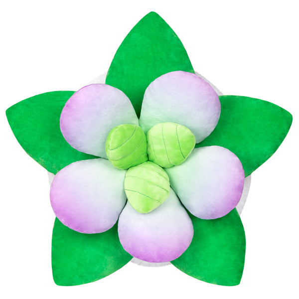 Peluche Squishable – Succulente