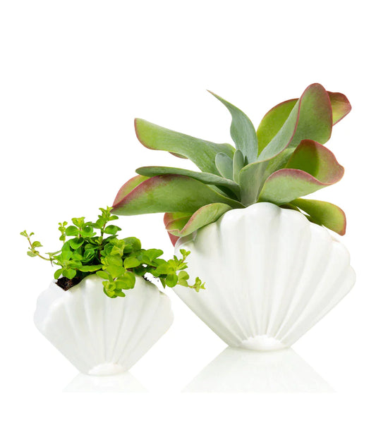 White shellfish flower pot
