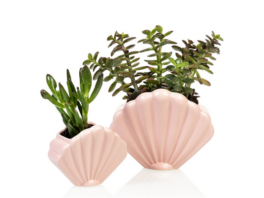 Pink shellfish flower pot